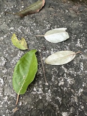 Elaeagnaceae