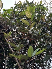 Elaeagnaceae