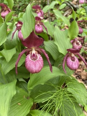 Cypripedium macranthos