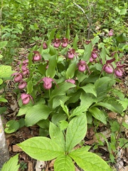 Cypripedium macranthos