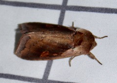 Bellura densa