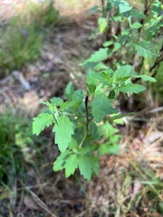 Centratherum riparium