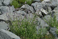 Nepeta nepetella