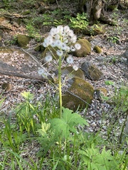 Petasites tatewakianus