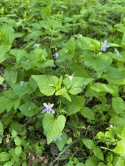 Viola acuminata