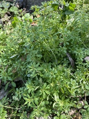 Galium spurium