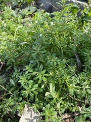Galium spurium