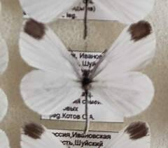 Leptidea sinapis