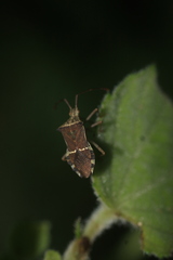 Cletomorpha