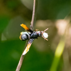 Rhynchium