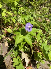 Geranium platyanthum