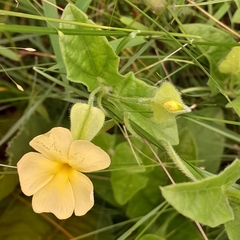 Thunbergia neglecta