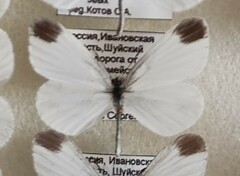 Leptidea sinapis