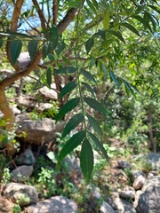 Zanthoxylum coco