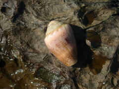 Conus coronatus