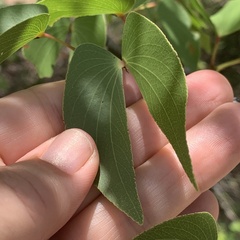 Image of Colophospermum mopane