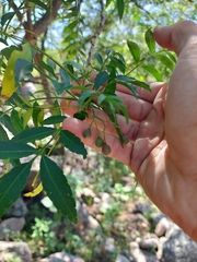 Zanthoxylum coco