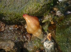 Nodopelagia brazieri