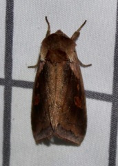 Bellura densa