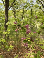 Weigela praecox