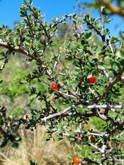 Condalia microphylla