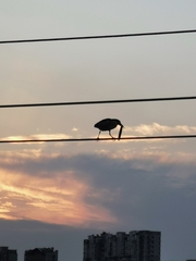 Nycticorax nycticorax