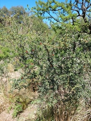 Condalia microphylla