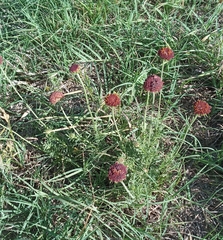 Gaillardia megapotamica