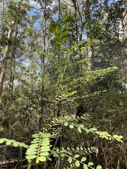 Phyllanthus gunnii