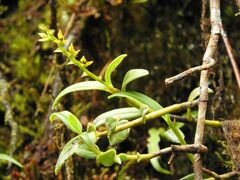 Epidendreae
