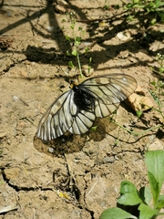 Parnassius glacialis
