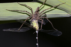 Austrogomphus amphiclitus