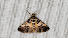 Nacoleia mesochlora