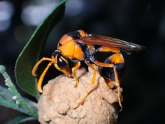 Delta bicinctum