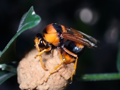 Delta bicinctum