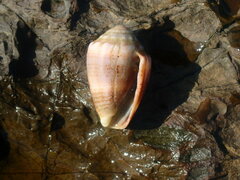Conus coronatus