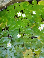Nymphoides indica