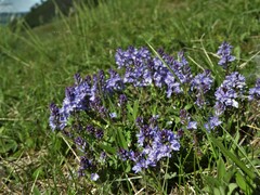 Veronica prostrata