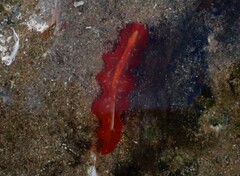 Phrikoceros katoi