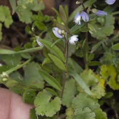 Polygala serpyllifolia