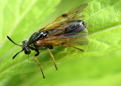 Arge ustulata