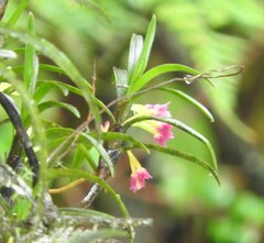Maxillaria aggregata