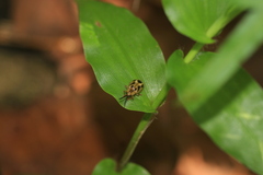 Callispa septemmaculata