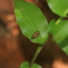 Callispa septemmaculata - Photo (c) madhavan a.p, algunos derechos reservados (CC BY), uploaded by madhavan a.p