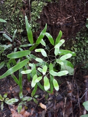 Lygodium articulatum