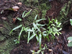 Lygodium articulatum