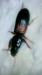 Clivina basalis