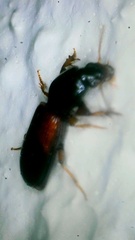 Clivina basalis
