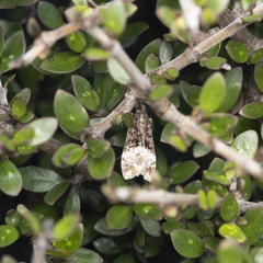 Scoparia minusculalis