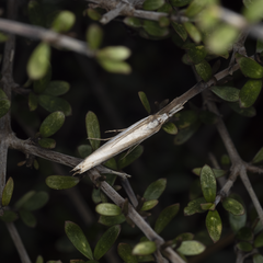 Orocrambus vittellus